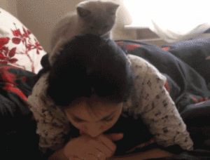 Get Paid to Read Books - 12 Unusual Ways in 2020 | Gray Kitten on Top of Hooman Reading Book