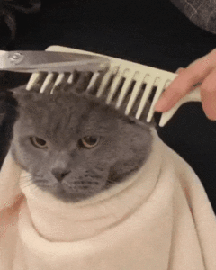 How to Cut Your Own Hair at Home | Gray Cat Having a Haircut