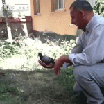hooman teaching a baby pigeon how to fly, cat grabs it