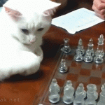 How to Play Chess for Beginners Tutorial | White Cat Playing Chess, Thinking for the Next Move