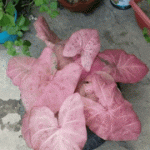 How to Propagate Caladiums from Bulbs