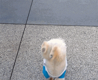 Pomeranian Handstand Walking