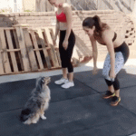 Australian Shepherd Dog Copying Hoomans (Girls) Doing Workout