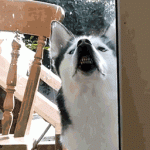 Dog Showing Teeth Through Glass Door