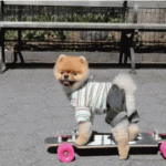 Clothed Pomeranian on a Skateboard