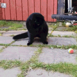 Cat Plays With Tennis Ball In Hilarious Way ..." | Let me just sit a moment. Hey, where'd that ball go?"