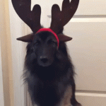 His face when the lights are switched on| Dog with light-up antlers on