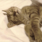 Cat Stretching on Bed
