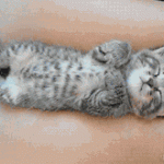 Tiny Kitty Sleeping on Hooman's Legs