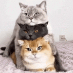 Three Funny Cats Stacked | 3 Cats on Stack