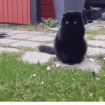 Chonky Black Cat with Round Eyes