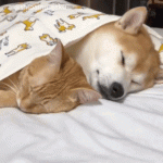 Shiba Inu and Ginger Cat Sleep Together on Bed