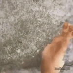 Ginger Cat Jumps on Golden Retriever