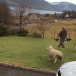 Sheep Wanna Plays with Doggos