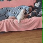 Big Dog Puts Puppy On a Cushion So He Can Sleep Beside Hooman