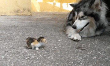 Tiny Little Kitten Scares Big Doggo Cute Funny