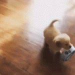 Smol Pupper Carries His Bowl Hungry Cute Funny Dog