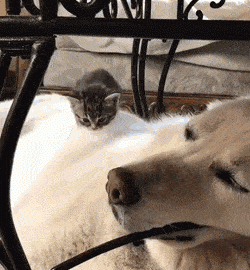 Smol Kitten Lays on Big White Dog's Chest