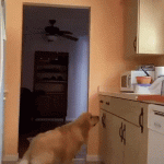 Adorable Video of a 'Guilty' Doggo Stealing Food Wins the Internet
