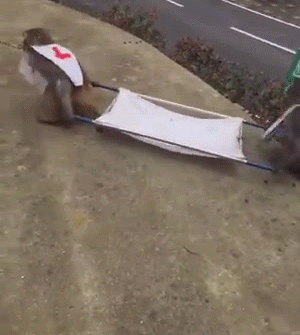 Two Monkeys Carry Stretcher, One Monkey Was Left Behind