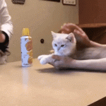 Vet giving cat cheese to distract from injection