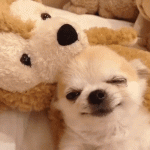 Chihuahua Puppy Laying on Teddy Bear Ready to Sleep