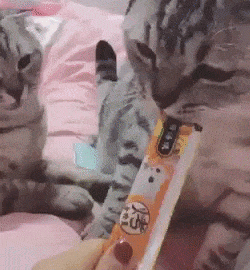 Cat Doesn't Let Hooman to Give Treats to Another Cat