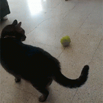 Cat Playing Tennis Ball