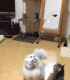 Two Cats Chasing Bubbles