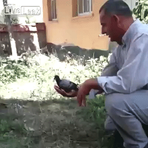 How to teach a baby pigeon how to fly