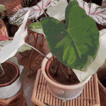 How to Grow and Care for Caladiums Easily