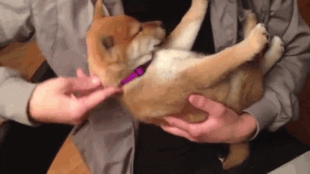 Shiba Inu Doing Crunches | Lazy to Get Up