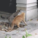 Gray and Orange Cats Fight