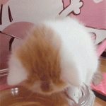 Kitten Drinking Water from a Bowl