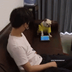 Hooman Disturbs Dog Playing on iPad, Dog Throws iPad