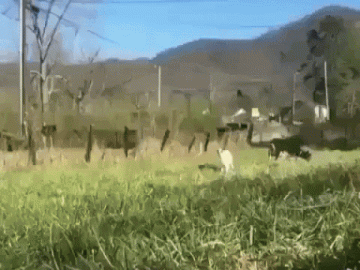 Goat Runs Toward Camera