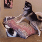 Siberian Husky Puts Weigh on Cat Under a Pillow