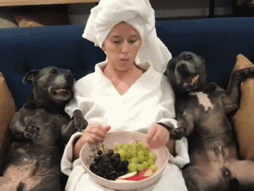 Two Black Dogs Eating Fruits with Human