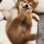 Shiba Inu Doge Puppy Stretching Legs