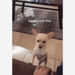 Can't Touch This | Chihuahua Playing No Touch Game