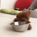 Brown Puppy Biting His Bowl