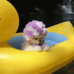 Puppy with Purple Headdress Enjoys Nature in a Swimming Pool with Falls