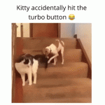 Kitty Accidentally Hit the Turbo Button