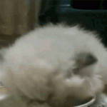 White Kitten Drinking Milk
