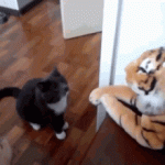 Cat Punches Stuffed Tiger