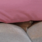 Kitten Hiding Underneath the Couch