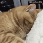 Sleepy Chonky Cat Don't Bug