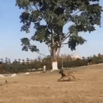 Dog Leaps So High