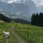 Dog Walking In Swiss Alps Is What Pure Bliss Looks Like