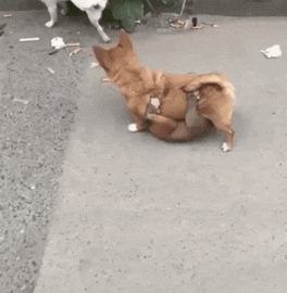 What's Happening Here? | Is that a monkey or a dog clinging on dog's tummy